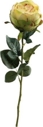 VARA ROSA CABBAGE *FUXIA