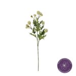 VARA THALICTRUM