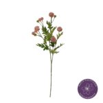 VARA THALICTRUM