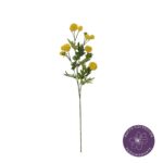 VARA THALICTRUM