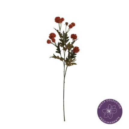 VARA THALICTRUM OTOÑAL