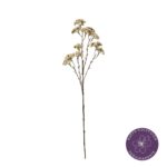 VARA ACHILEA MOONSHINE OTOÑAL