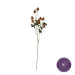 VARA ERYNGIUM