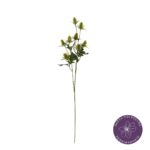 VARA ERYNGIUM