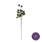 VARA ERYNGIUM