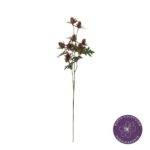 VARA ERYNGIUM