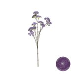 VARA ACHILEA MOONSHINE