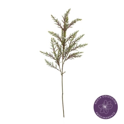 VARA CIPRES SEMILLA *V.OSCURO