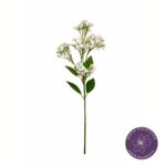 VARA ALYSSUM