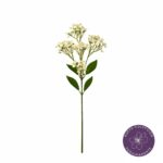 VARA ALYSSUM