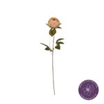 PEONIA CORAL CHARM