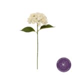 VARA HORTENSIA MACROPHYLLA