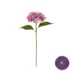 VARA HORTENSIA MACROPHYLLA