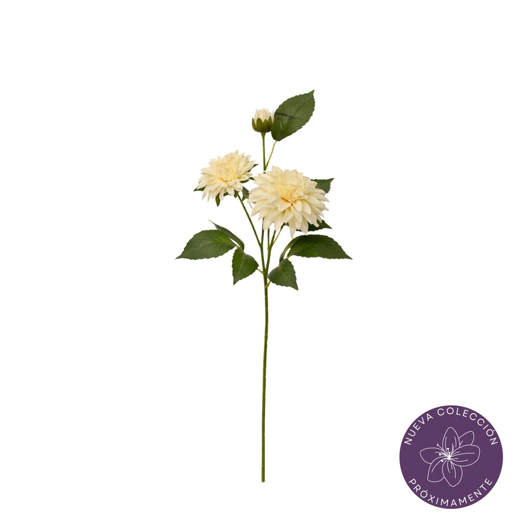 99096434-0.jpg VARA ZINNIA X3