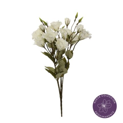 R, LISIANTHUS