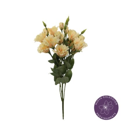 R. LISIANTHUS *MOSTAZA