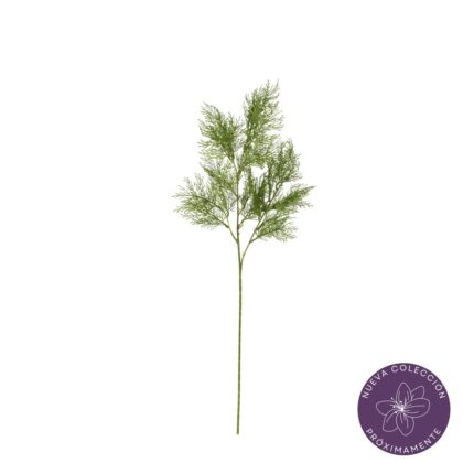 VARA ESPARRAGUERA *V.OSCURO