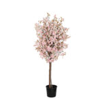 ARBOL ALMENDRO 1.50CM *CREMA