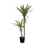 PLANTA PALDANO X2 1.30CM *V.OSCURO