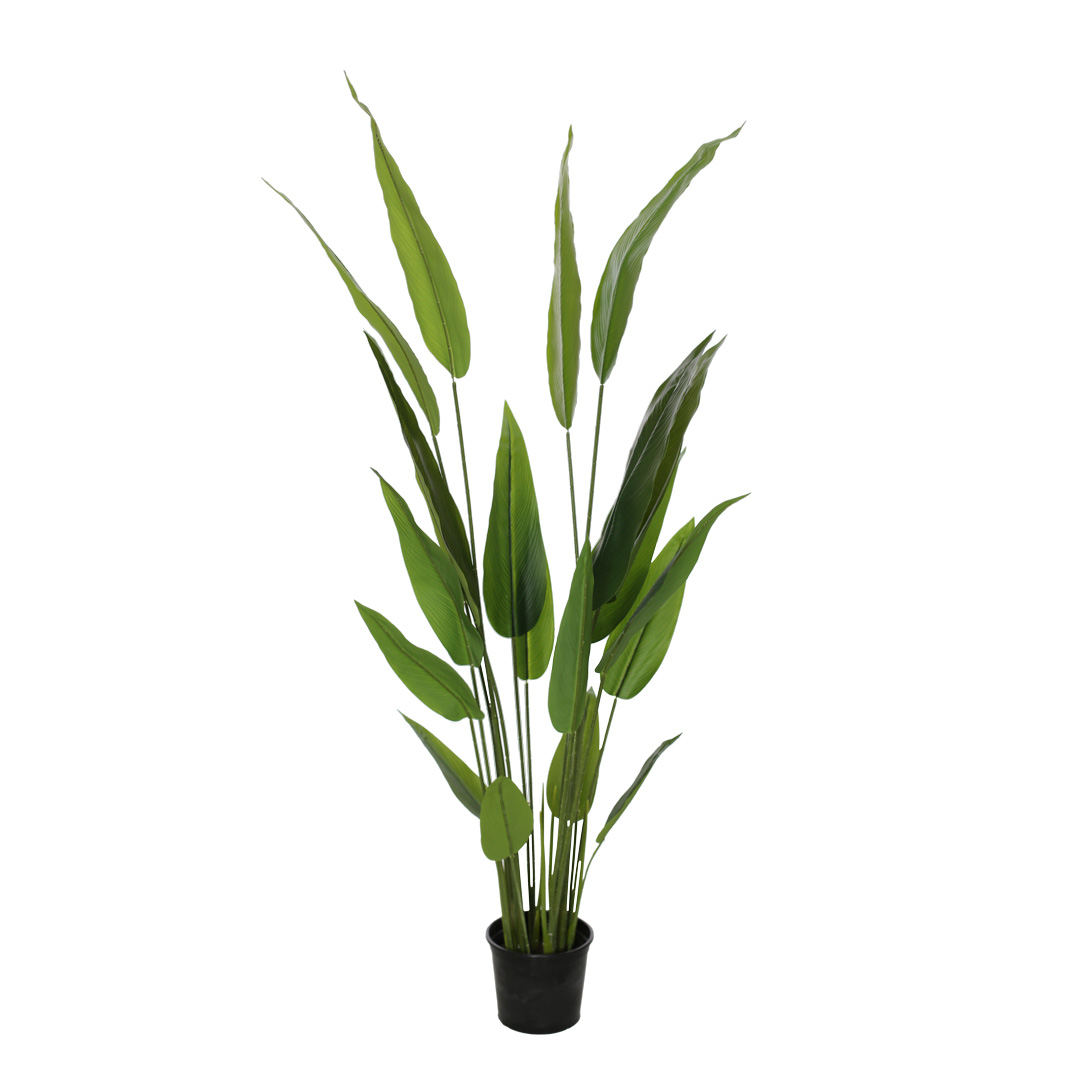 99111297-19.jpg PLANTA STRELITZIA NICOLAI 170CM *V.OSCURO