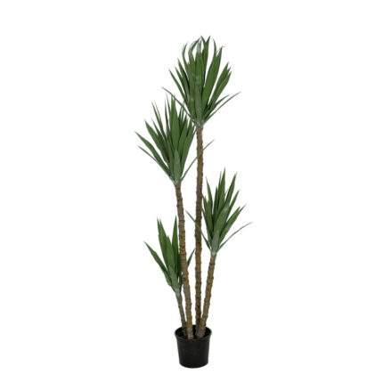 PLANTA YUCA PIE ELEFANTE 170CM *V.OSCURO