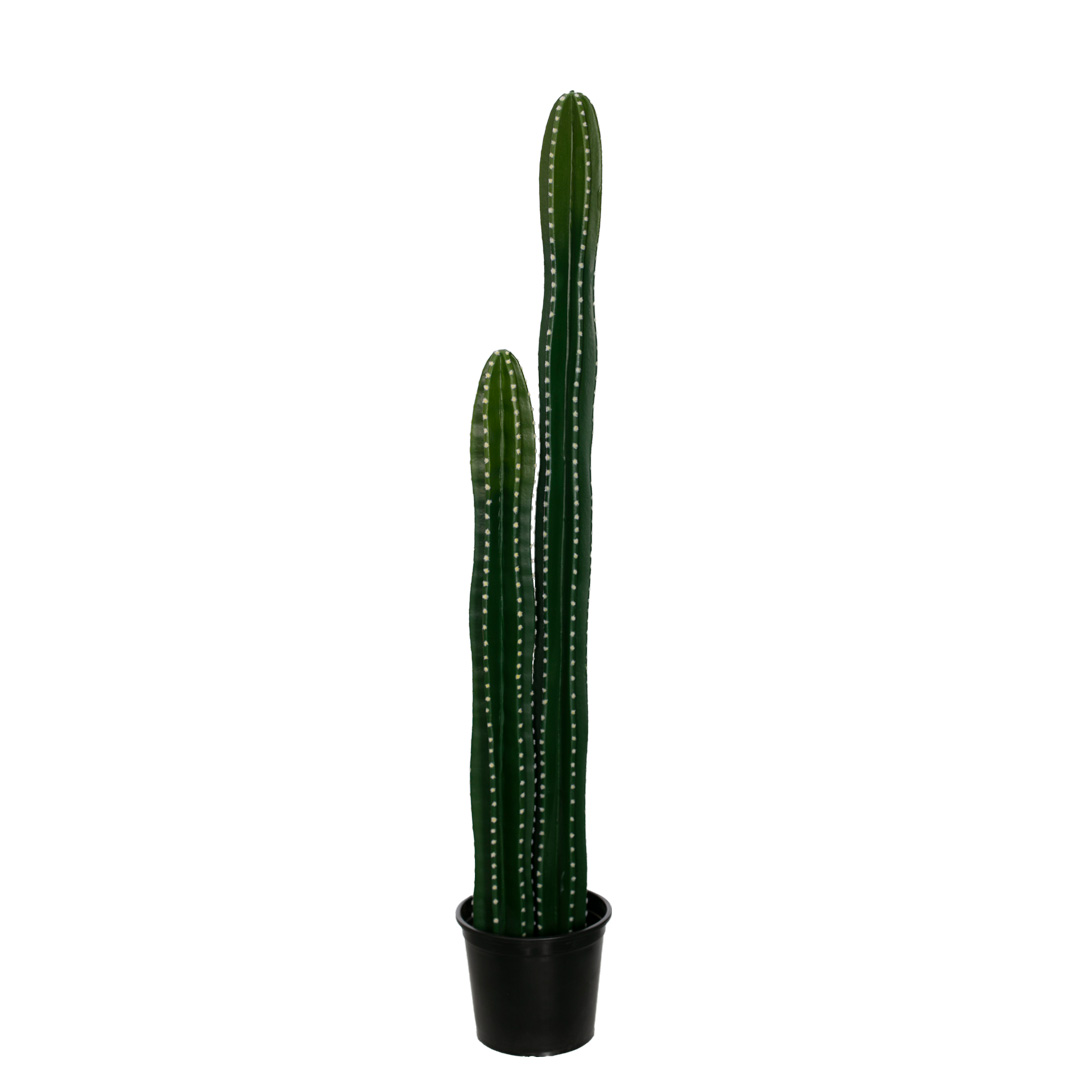 99111299-19.jpg PLANTA CACTUS PACHYCEREUN MARGINATUS X2 125CM *V.OSCURO