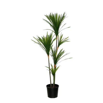 PLANTA DRACENA DRACO X5 130CM *V.OSCURO