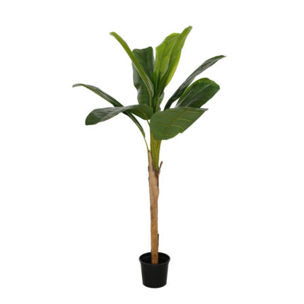 PLANTA PLATANERA 160CM *V.OSCURO