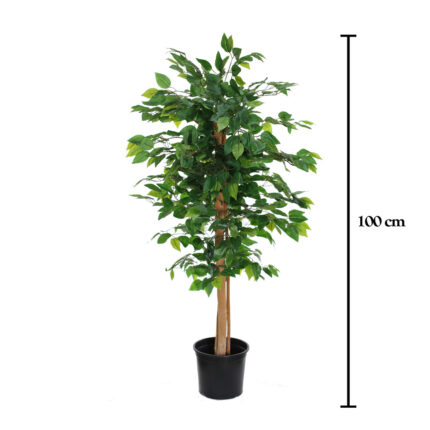 FICUS DE 1.00M