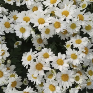 Ramo de margaritas artificiales en tonos blancos y amarillos decorando interior de tienda en primavera.