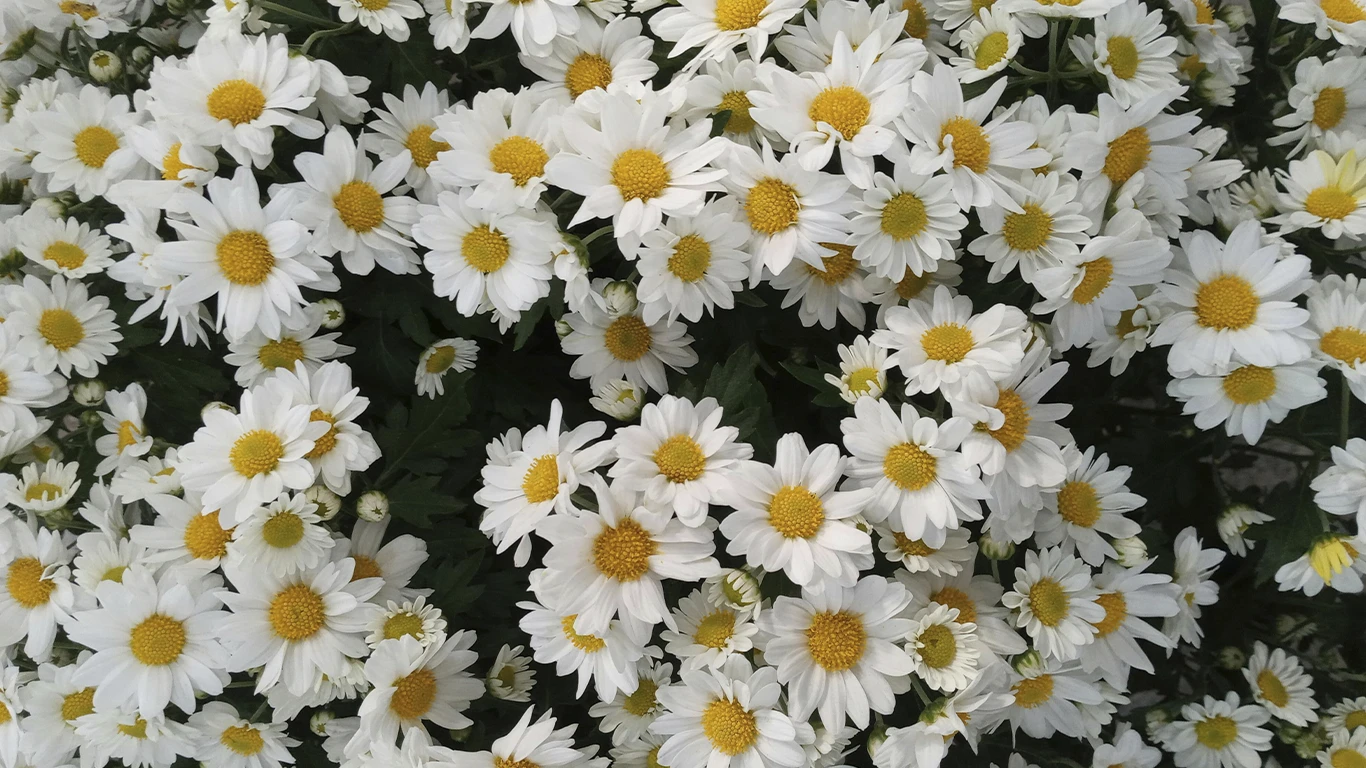 Ramo de margaritas artificiales en tonos blancos y amarillos decorando interior de tienda en primavera.