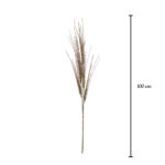 VARA ONION GRASS