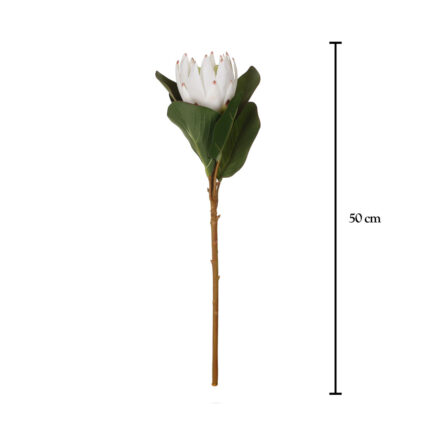 VARA PROTEA