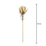 VARA PROTEA