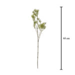 CORIANDRUM
