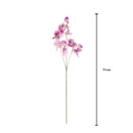 LATHYRUS ODORATUS ARVEJILLA