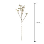 MYRTACEA CHAMELAUCIUM