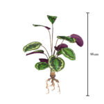 MATA DIEFEMBACHIA