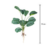 MATA RAICES HOJA CALATHEA