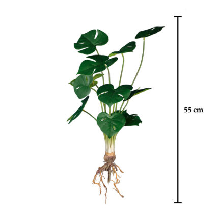 MATA RAICES HOJA COSTILLA