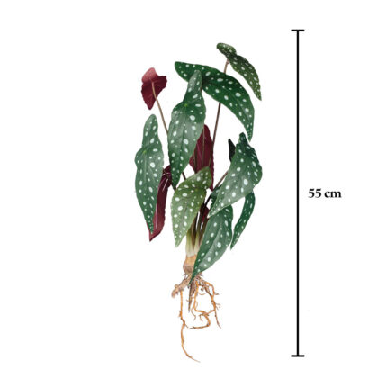MATA RAICES BEGONIA LUNARES