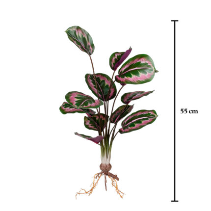 MATA RAICES HOJA CALATHEA