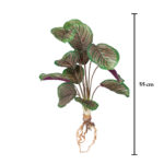 MATA CALADIUM