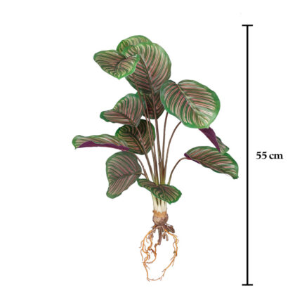 MATA CALADIUM