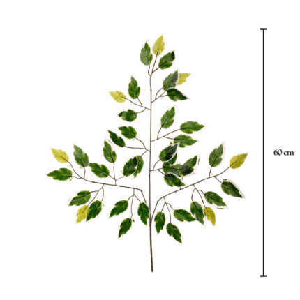POMO HOJA FICUS X12