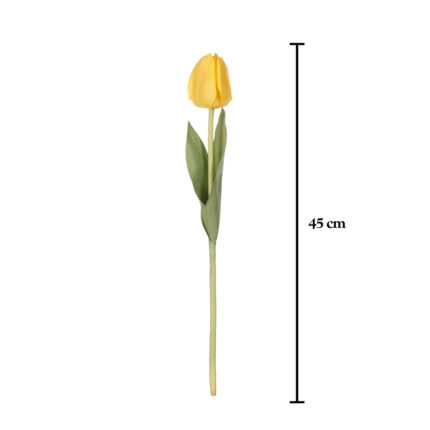 TULIPAN