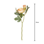 V.PEONIA CERRADA DRY