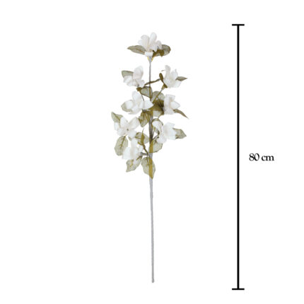 VARA LILIUM