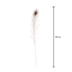 PLUMA PAVO