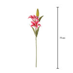 VARA LILIUM